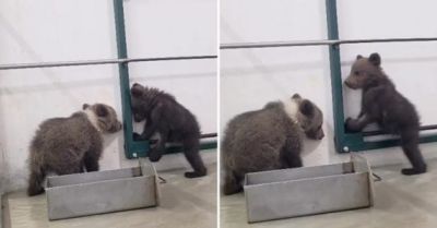 Bojnická zoo prijala ďalšie medvieďatá: „Stanica praská vo švíkoch, začína to byť neudržateľné“