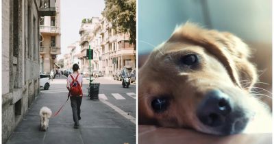 Ak vám pes uhýba pohľadom, niečo nie je v poriadku. Týchto 5 signálov značí, že sa pri vás necíti dobre