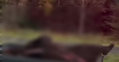 Na ceste v Tatrách prevážali rozrezaného medveďa. Video pobúrilo verejnosť