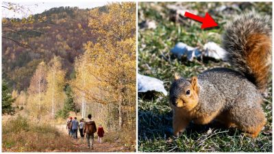 Príroda už teraz predpovedá, aká bude jeseň. Stačí si všímať Mesiac, sršne a srsť zvierat, verili predkovia