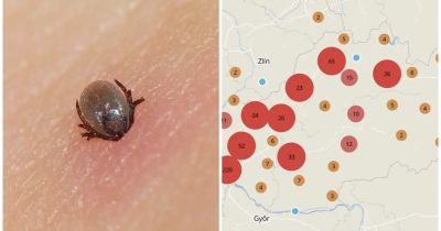 Na týchto miestach buďte opatrní: Veľká MAPA kliešťov prezradí, kde na Slovensku číhajú najviac