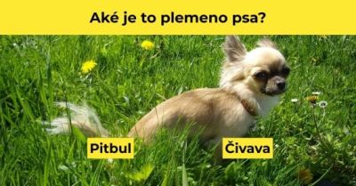 Kvíz: Poznáš vôbec psie plemená? Získaj aspoň 5 bodov a dokáž, že vieš odlíšiť pitbula od čivavy