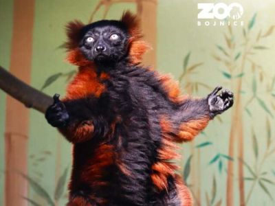 V zoo v Bojniciach ušiel z výbehu lemur, snažia sa ho odchytiť