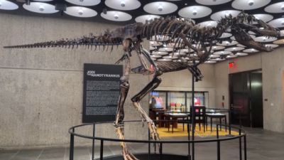 VIDEO: Mysleli si, že ide o mláďa T-rexa, bolo to však inak. Kostru Jodiho vydražia
