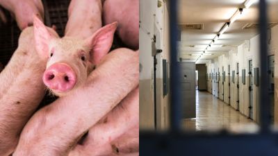 Mimoriadna situácia na Slovensku: V jednom okrese zasahujú kvôli nákaze ošípaných aj drony